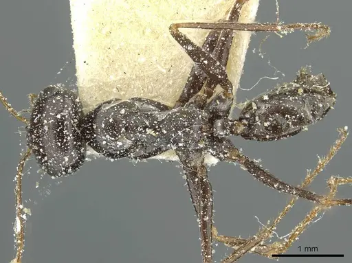 Cataglyphis albicans specimen CASENT0912176 image casent0912176_1