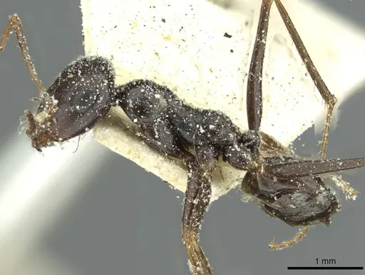 Cataglyphis albicans specimen CASENT0912176 image casent0912176_3
