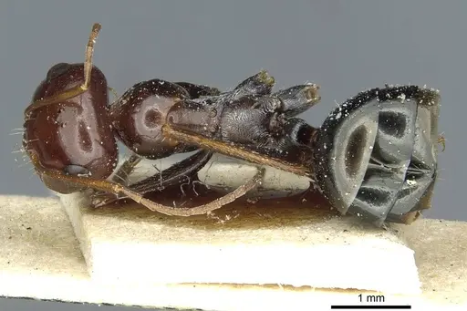 Cataglyphis albicans specimen CASENT0912177 image casent0912177_1