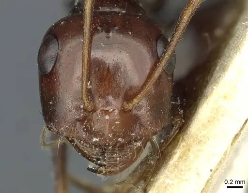 Cataglyphis albicans specimen CASENT0912177 image casent0912177_2
