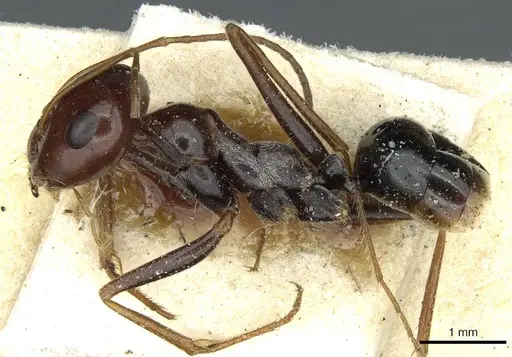 Cataglyphis albicans specimen CASENT0912177 image casent0912177_3