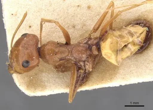 Cataglyphis albicans specimen CASENT0913618 image casent0913618_1