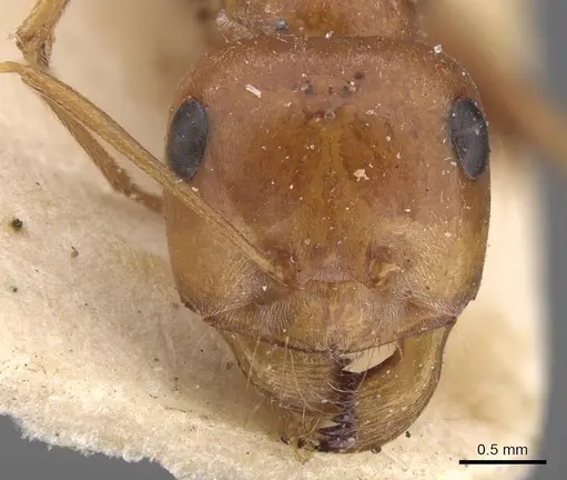 Cataglyphis albicans specimen CASENT0913618 image casent0913618_2