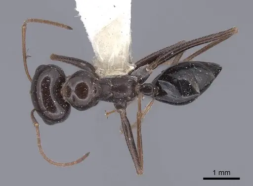 Cataglyphis albicans specimen FMNHINS0000046223 image fmnhins0000046223_1