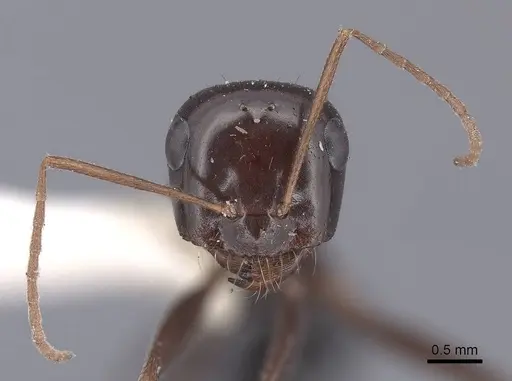 Cataglyphis albicans specimen FMNHINS0000046223 image fmnhins0000046223_2