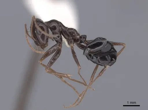Cataglyphis albicans specimen FMNHINS0000046223 image fmnhins0000046223_3