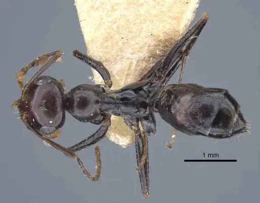 Cataglyphis alibabae specimen CASENT0917238 image casent0917238_1