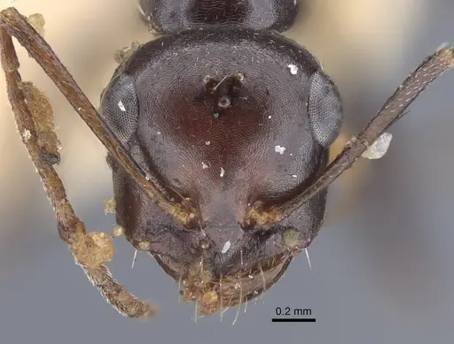 Cataglyphis alibabae specimen CASENT0917238 image casent0917238_2