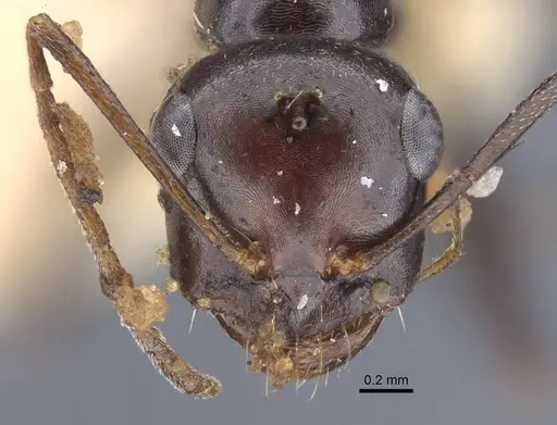 Cataglyphis alibabae specimen CASENT0917238 image casent0917238_3