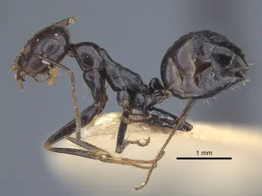 Cataglyphis alibabae specimen CASENT0917238 image casent0917238_4