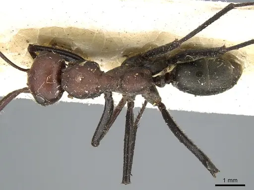 Cataglyphis altisquamis specimen CASENT0906293 image casent0906293_1