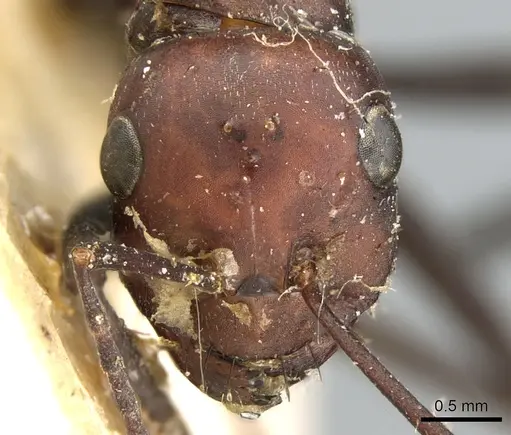 Cataglyphis altisquamis specimen CASENT0906293 image casent0906293_2
