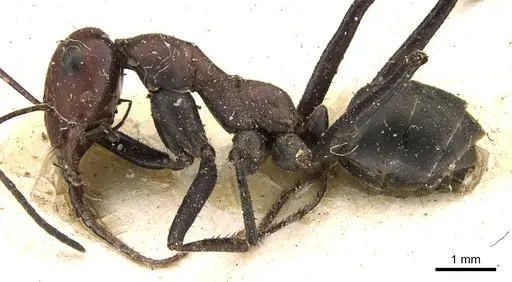 Cataglyphis altisquamis specimen CASENT0906293 image casent0906293_3