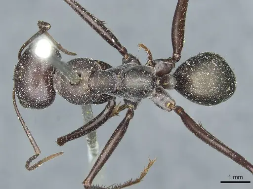 Cataglyphis altisquamis specimen CASENT0912178 image casent0912178_1