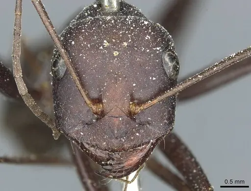 Cataglyphis altisquamis specimen CASENT0912178 image casent0912178_2