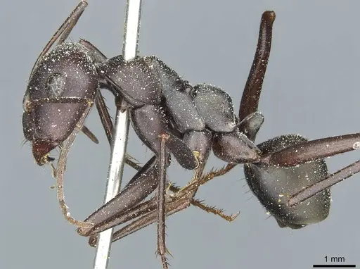 Cataglyphis altisquamis specimen CASENT0912178 image casent0912178_3