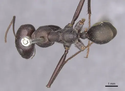 Cataglyphis altisquamis specimen CASENT0913665 image casent0913665_1