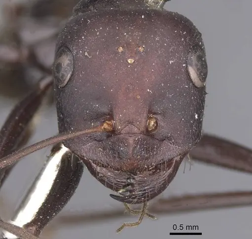 Cataglyphis altisquamis specimen CASENT0913665 image casent0913665_2