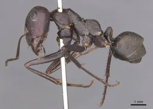 Cataglyphis altisquamis specimen CASENT0913665 image casent0913665_3