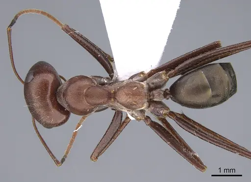 Cataglyphis aphrodite specimen CASENT0923726 image casent0923726_1
