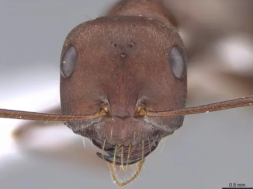 Cataglyphis aphrodite specimen CASENT0923726 image casent0923726_2