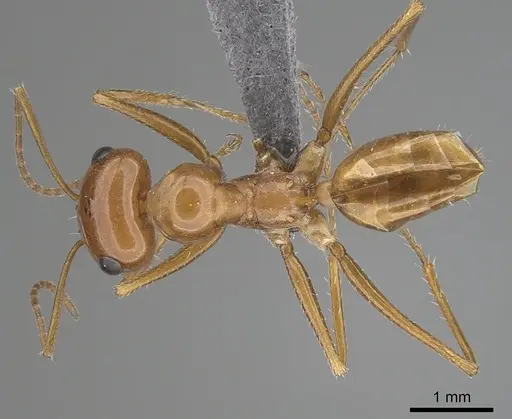 Cataglyphis arenaria specimen CASENT0263825 image casent0263825_1