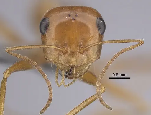 Cataglyphis arenaria specimen CASENT0263825 image casent0263825_2