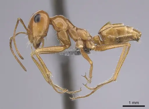 Cataglyphis arenaria specimen CASENT0263825 image casent0263825_3