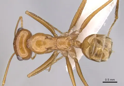 Cataglyphis arenaria specimen CASENT0906452 image casent0906452_1