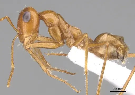 Cataglyphis arenaria specimen CASENT0906452 image casent0906452_3