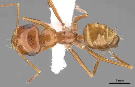 Cataglyphis arenaria specimen CASENT0906455 image casent0906455_1
