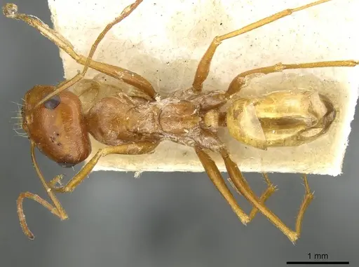 Cataglyphis arenaria specimen CASENT0911101 image casent0911101_1