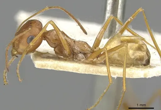 Cataglyphis arenaria specimen CASENT0911101 image casent0911101_3