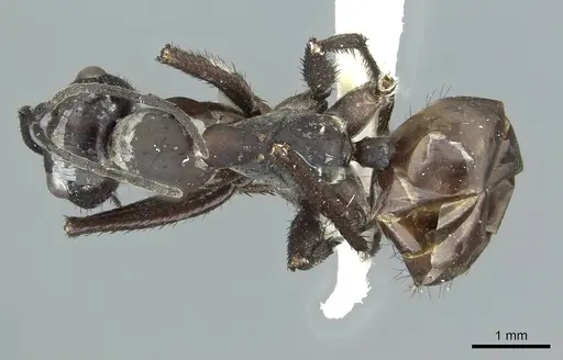Cataglyphis asiriensis specimen CASENT0912240 image casent0912240_1
