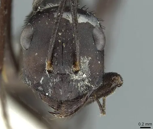 Cataglyphis asiriensis specimen CASENT0912240 image casent0912240_2