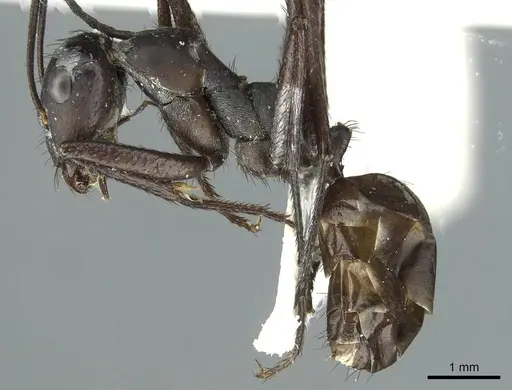 Cataglyphis asiriensis specimen CASENT0912240 image casent0912240_3