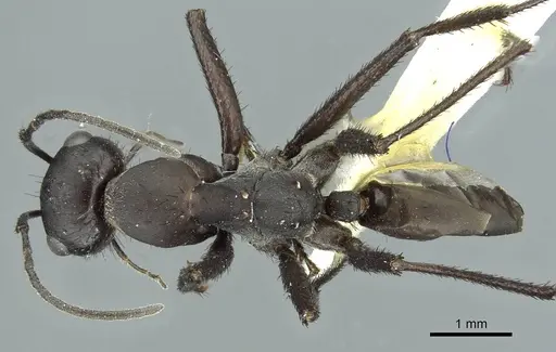 Cataglyphis asiriensis specimen CASENT0912241 image casent0912241_1