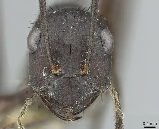 Cataglyphis asiriensis specimen CASENT0912241 image casent0912241_2