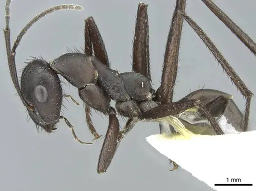 Cataglyphis asiriensis specimen CASENT0912241 image casent0912241_3
