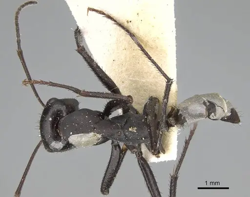 Cataglyphis asiriensis specimen CASENT0922330 image casent0922330_1