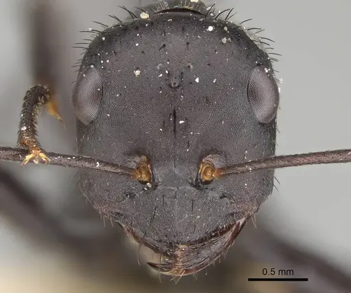 Cataglyphis asiriensis specimen CASENT0922330 image casent0922330_2