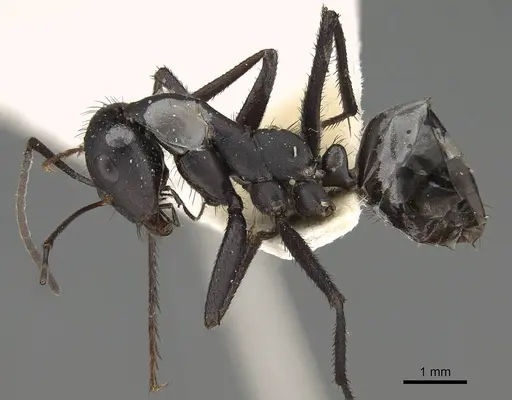 Cataglyphis asiriensis specimen CASENT0922330 image casent0922330_3