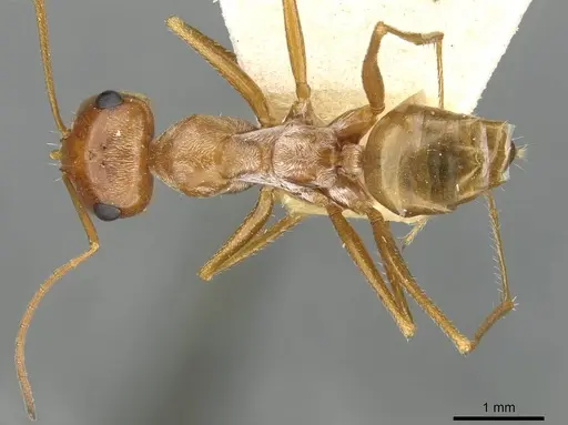 Cataglyphis aurata specimen CASENT0911100 image casent0911100_1