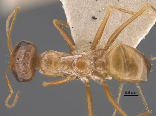 Cataglyphis aurata specimen CASENT0917351 image casent0917351_1