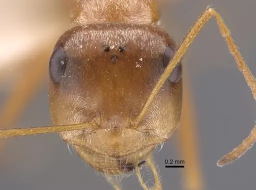 Cataglyphis aurata specimen CASENT0917351 image casent0917351_2