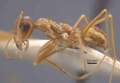 Cataglyphis aurata specimen CASENT0917351 image casent0917351_4