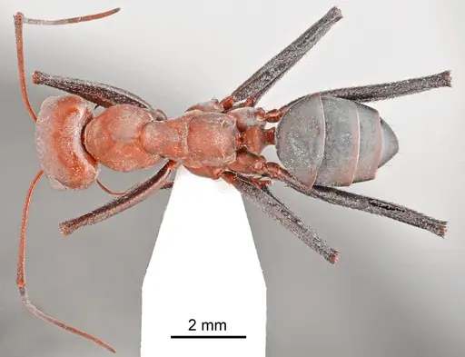 Cataglyphis bazoftensis specimen CASENT0872262 image casent0872262_1