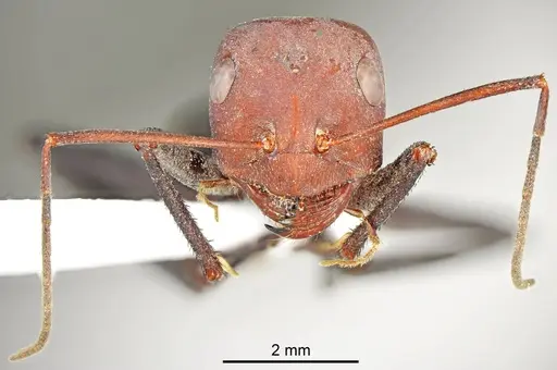 Cataglyphis bazoftensis specimen CASENT0872262 image casent0872262_2