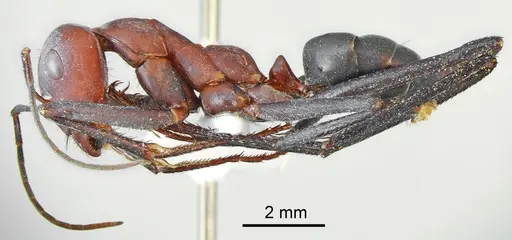 Cataglyphis bazoftensis specimen CASENT0872262 image casent0872262_3
