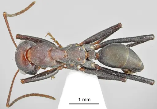 Cataglyphis bazoftensis specimen CASENT0872263 image casent0872263_1